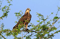 Snail Kite